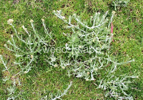 cudweed, cottonbatting